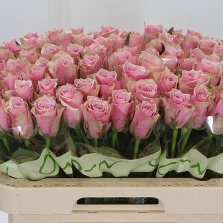 Freshy Rosa Athena Royale