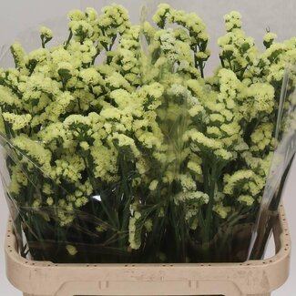 Freshy Limonium S Glossy Wings