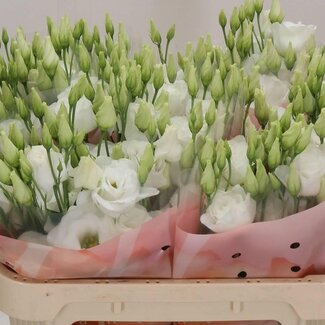 Freshy Eustoma Gevuld Arena Giant White