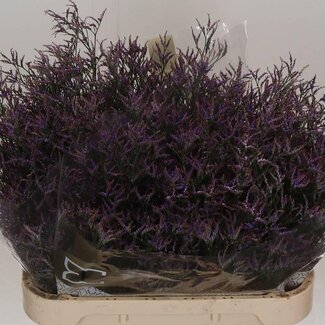 Freshy Limonium Saf Dark Blue