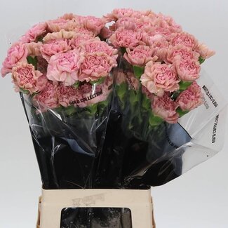 Freshy Long Dianthus Carnation “Lege Pink” | Colour: Pink | Length ± 70 centimeter | Per 20 stems