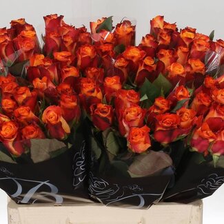 Freshy Rozen “Mariyo” | Kleur: Oranje | Lengte ± 60 centimeter | Per 10 rozen
