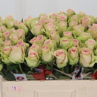 Freshy Rozen “Trivia” | Kleur: Roze | Lengte ± 50 centimeter | Per 20 rozen