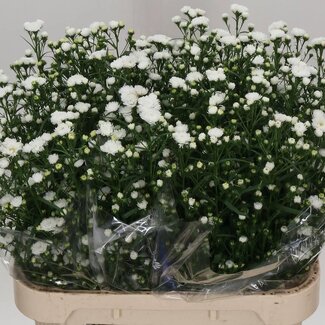 Freshy Aster “Cassy Hollands” | Kleur: Wit | Lengte ± 80 centimeter | Gewicht 55 gram per tak | Per 25 stelen