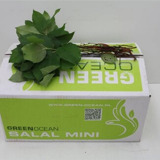 Freshy Salal Mini x25 (p. bos)