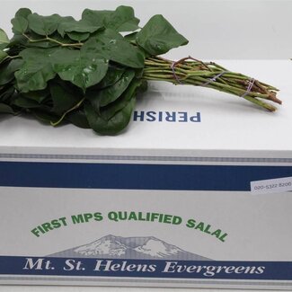 Freshy Salal Tips “Mount Helenium” | Kleur: Groen | Lengte ± 45 centimeter | Per 5 bossen