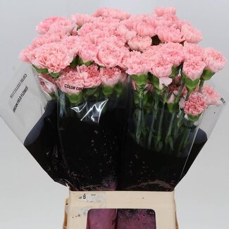 Freshy Anjer Lang “Doncel” | Kleur: Roze | Lengte ± 70 centimeter | Per 20 stelen