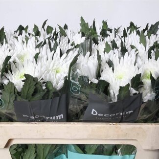 Freshy Chrysant deco Topspin