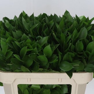 Freshy Verse Ruscus Hypophyllum | Kleur: Natuurlijk Groen | Muizendoorn | Lengte ± 70 centimeter | Per 50 takken