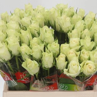 Freshy Rozen “Athena” | Kleur: Wit | Lengte ± 40 centimeter | Per 20 rozen