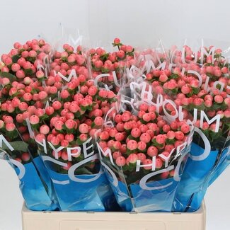 Freshy Hypericum Coco Tiamo