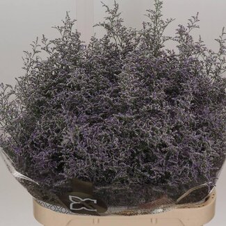 Freshy Limonium Misty Blue