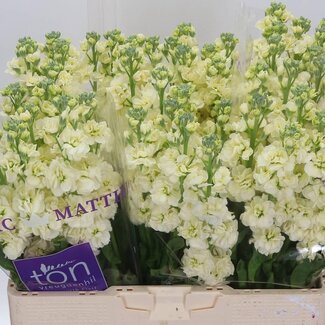 Freshy Violier Stx Geel