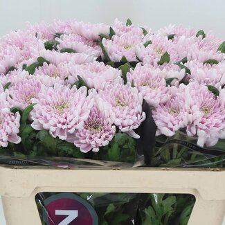 Freshy Deco Chrysanthemum Chrysanthemum “Rossano” | Colour: Pink | Length ± 70 centimeter | Weight ± 95 gram per stem | Per 10 stems