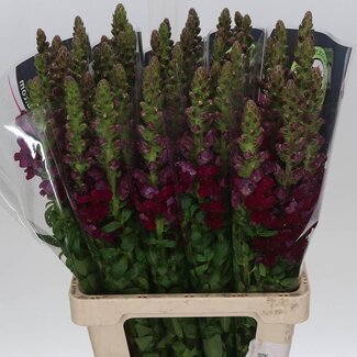 Freshy Antirrhinum Leeuwenbek Potomac | Kleur: Rood | Lengte ± 70 centimeter | Per 10 stelen
