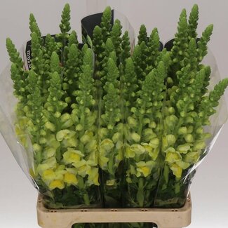 Freshy Antirrhinum Leeuwenbek Potomac | Kleur: Geel | Lengte ± 70 centimeter | Per 10 stelen