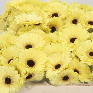 Freshy Germini Aqua “Surfer” | Colour: Yellow | Length ± 50 centimeter | Per 20 stems