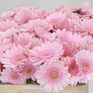 Freshy Germini. Aqua Bridal Kimsey x20