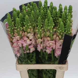 Freshy Antirrhinum Leeuwenbek Potomac “Early Pink” | Kleur: Roze | Lengte ± 70 centimeter | Per 10 stelen