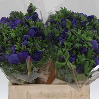 Freshy Anemone Mistral M X50 Blue