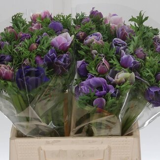 Freshy Anemone Anemoon M “Mistral Cenere” | Kleur: Grijs | Lengte ± 45 centimeter | Per 50 stelen