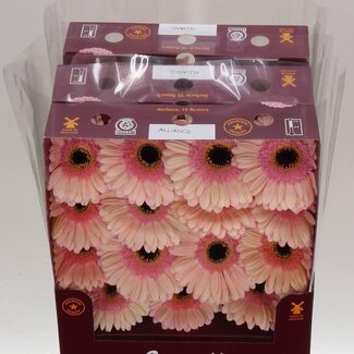 Freshy Gerbera Aqua Grandes fleurs “Alliance” | Couleur: Orange | Longueur ± 45 centimeter | Par 15 tiges