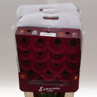 Freshy Gerbera Gr Aqua “Aladin” | Kleur: Paars | Lengte ± 45 centimeter | Per 15 stelen