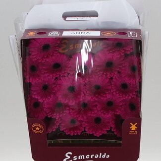 Freshy Germini Mi Aqua “Anna” | Kleur: Roze | Lengte ± 45 centimeter | Per 20 stelen