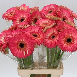 Freshy Gerbera “Hippie Chic” | Colour: Yellow | Length ± 65 centimetre | Per 10 stems