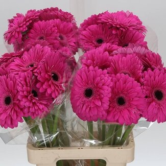Freshy Gerbera “Madeira” | Colour: Pink | Length ± 65 centimetre | Per 10 stems