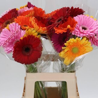 Freshy Gerbera | Colour: Mixed Colours Grower's Choice | Length ± 65 centimetre | Per 10 stems