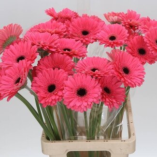 Freshy Gerbera “Pre-intenzz” | Kleur: Roze | Lengte ± 65 centimeter | Per 10 stelen