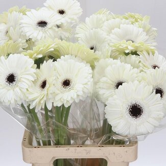 Freshy Gerbera “White House” | Colour: White | Length ± 65 centimetre | Per 10 stems