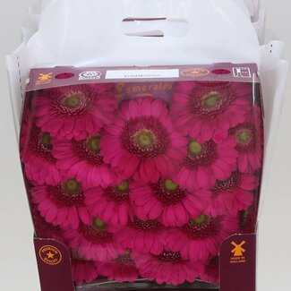 Freshy Gerbera Mi Aqua “Caressa” | Kleur: Roze | Lengte ± 45 centimeter | Per 20 stelen