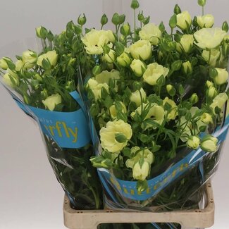 Freshy Ranunculus Ranonkel Butterfly “Litai” | Kleur: Wit | Lengte ± 70 centimeter | Gewicht ± 65 gram per tak | Per 10 stelen