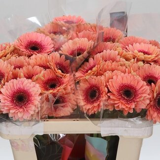 Freshy Germini. Aqua Tiptop x20