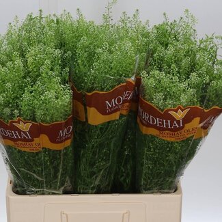 Freshy Lepidium Green Bell