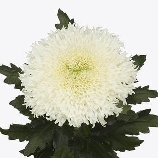 Freshy Chrysant deco Etrusko White