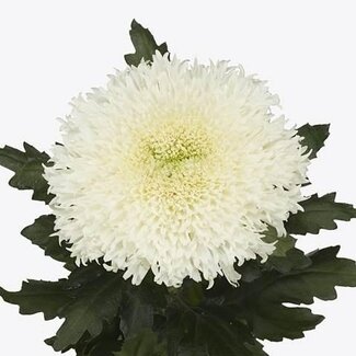 Freshy Deco Chrysanthemum Chrysant “Etrusko White” | Kleur: Wit | Lengte ± 70 centimeter | Gewicht ± 80 gram per tak | Per 10 stelen