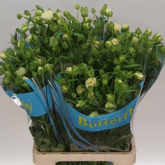 Freshy Ranunculus Ranonkel Butterfly “Ariadne” | Kleur: Wit | Lengte ± 70 centimeter | Gewicht ± 65 gram per tak | Per 10 stelen