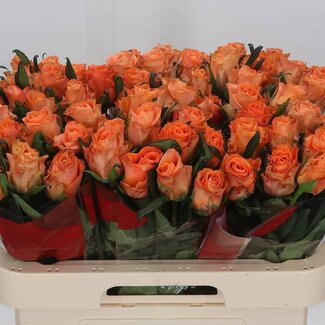 Freshy Rozen “On Fire” | Kleur: Oranje | Lengte ± 60 centimeter | Per 20 rozen
