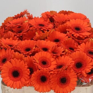 Freshy Germini. Aqua Caramba x20