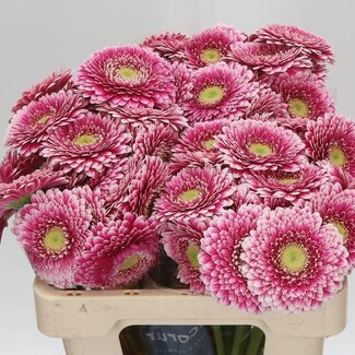 Freshy Gerbera Pomponi Aqua “Hades” | Colour: Pink | Length ± 50 centimetre | Per 20 stems