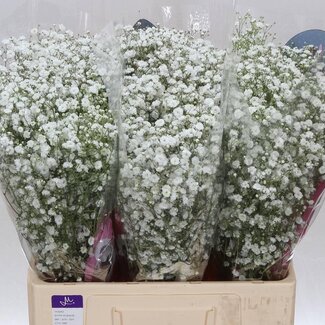 Freshy Gypsophila Paniculata Gipskruid “Xlence” | Kleur: Wit | Lengte ± 60 centimeter | Gewicht ± 15 gram per tak | Per 25 stelen