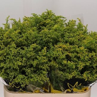 Freshy Solidago Guldenroede “Carzan Glory” | Kleur: Geel | Lengte ± 80 centimeter | Gewicht ± 50 gram per tak | Per 25 stelen
