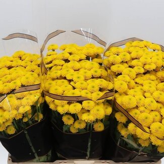 Freshy Chrysant santini Aurinko
