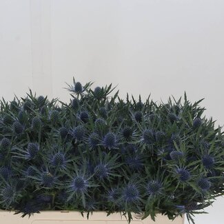 Freshy Eryngium Orion Qstar