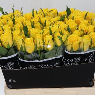 Freshy Rozen “Moonwalk” | Kleur: Geel | Lengte ± 60 centimeter | Per 20 rozen