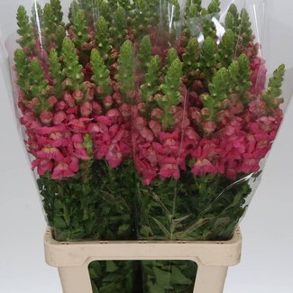Freshy Antirrhinum Poto. Cherry 70cm