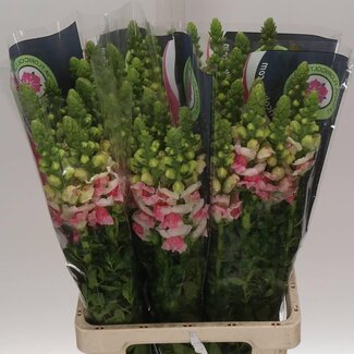 Freshy Antirrhinum Poto. Plumblossom 70cm